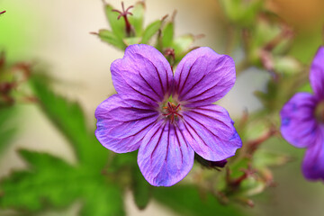 Close-up footage of purple endemic flower.