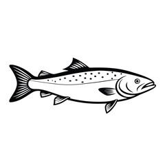 Fototapeta premium a Trout fish line art vector illustration. isolated white background