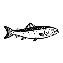 a Trout fish line art vector illustration. isolated white background
