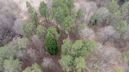 Aerial view of a forest with a mix of evergreen and deciduous trees.