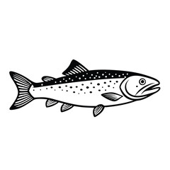 a Trout fish line art vector illustration. isolated white background