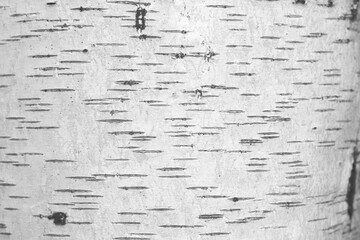 pattern of birch bark with black birch stripes