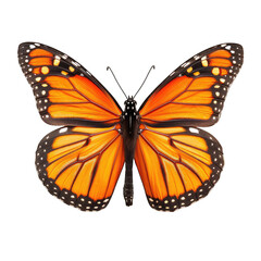 Fototapeta premium Monarch Butterfly, vibrant colors