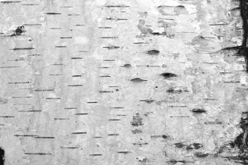 pattern of birch bark with black birch stripes