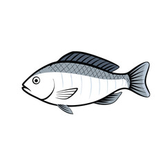 Fototapeta premium Tilapia fish line art illustration, isolated white background