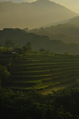 Rice fields at dawn landscape
