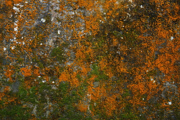 the texture of the wall with rust