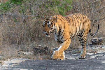 Tiger, Bengal Tiger (Panthera tigris Tigris), hanging around in Bandhavgarh National Park in India