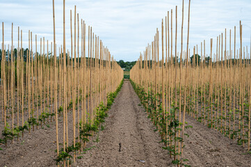 Young hop field in the village of Wetteren, East Flanders, Belgium