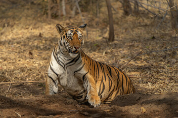 Fototapeta premium Tiger, Bengal Tiger (Panthera tigris Tigris), hanging around in Bandhavgarh National Park in India