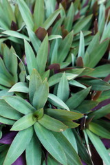 background of green leaves