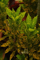 background of green leaves