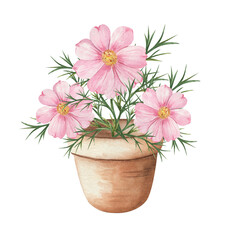Pink cosmos flower in a clay pot. Watercolor botanical illustration on white background. Delicate floral decor for cards, prints, packaging, posters, invitations, and home design