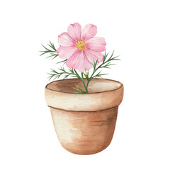 Watercolor illustration of a pink cosmos flower in a clay pot on a white background. Hand-painted botanical artwork. Perfect for prints, postcards, invitations, packaging, and home deco
