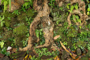 texture of stone and moss masonry