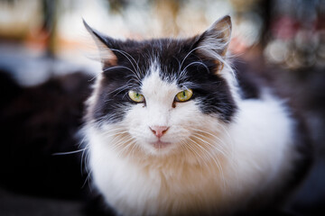 Black and white cat portrait
