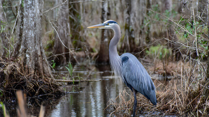 Great Blue Heron standing in a swamp, long neck, peaceful setting  