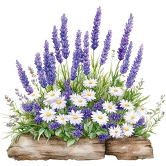 Obraz premium Lavender and Daisy Floral Arrangement: Delicate blooms of lavender and daisies, painted in watercolor style, create a serene and charming floral arrangement.