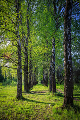 Obraz premium Green trees alley