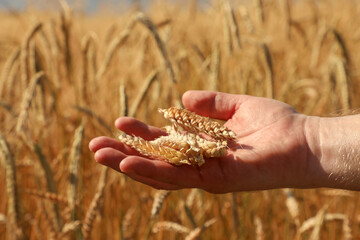 An agronomist holds ears of ripe, magnificent, golden wheat in his palm, assessing its maturity and harvesting time. Part of the &ldquo;Agriculture&rdquo; series.