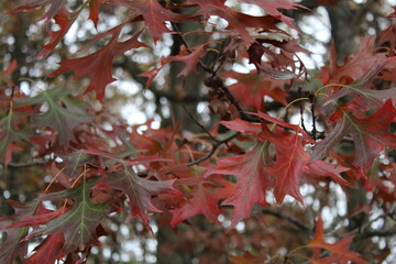 red autumn leaves on a tree