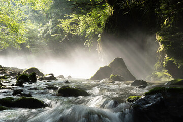 朝の光が差し込む幻想的な苔むした円原川の渓流風景（岐阜県）
