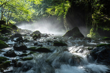 朝の光が差し込む幻想的な苔むした円原川の渓流風景（岐阜県）