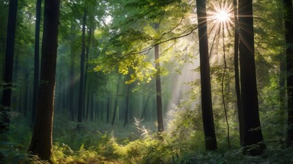 Obraz premium Sunlight filtering through the trees in a dense forest creating a serene and peaceful atmosphere