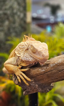Close up of a beautiful pale color of white iguana with closed eyes