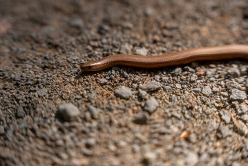 Close-Up of a Smooth Snake on a Gravel Path