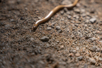 Close-Up of a Smooth Snake on a Gravel Path
