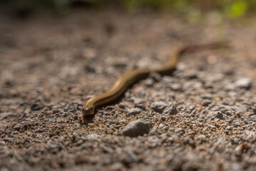 Close-Up of a Smooth Snake on a Gravel Path