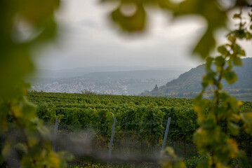 Scenic Vineyard with Town and Hills in Background 