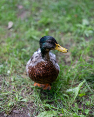 Close-Up of a Colorful Male Mallard Duck in Natural Habitat – Vibrant Plumage, Yellow Bill & Detailed Feathers for Wildlife, Nature & Ornithology Stock Photography
