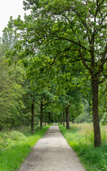 Forest Pathway Surrounded by Tall Trees and Lush Green Foliage on a Sunny Day – Inviting Gravel Trail Leading into Nature’s Calm, Ideal for Outdoor, Travel and Wellness Stock