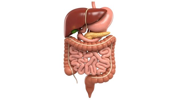3D Illustration of Human Digestive System Anatomy with Stomach, Liver, and Intestines on White Background
