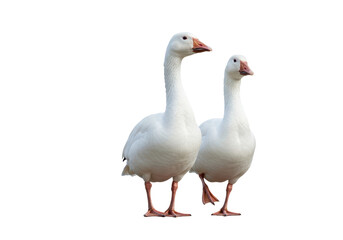 Isolated Two White Geese Standing Side by Side