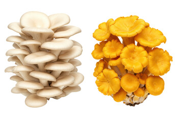 Isolated Oyster and Chanterelle Mushrooms Comparison