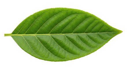 Obraz premium Green leaf close up with detailed veins and texture isolated on transparent bg, cutout png