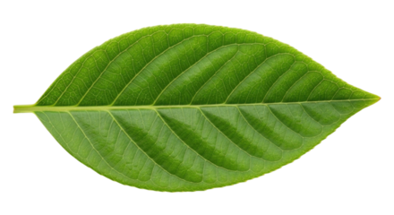 Green leaf close up with detailed veins and texture isolated on transparent bg, cutout png