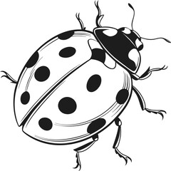 Obraz premium Black and White Ladybug Illustration – Hand Drawn Insect Vector