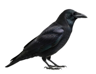 Black raven standing on a white background, showcasing detailed feathers and sharp beak, isolated on transparent bg, cutout png