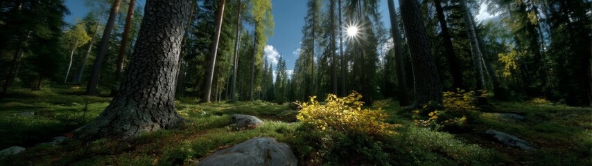 Fototapeta premium Panoramic 360 degrees nature scene in forest hdr landscape photography serene environment