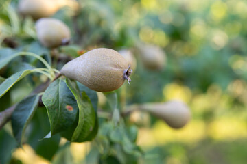 owoc gruszki na drzewie. wyraźny owoc na pierwszym planie. Tło rozmyte. 24-70 mm. f2.8