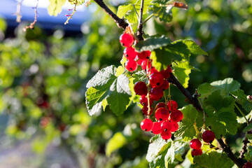 dojrzałe owoce czerwonej porzeczki na krzaku © workszop