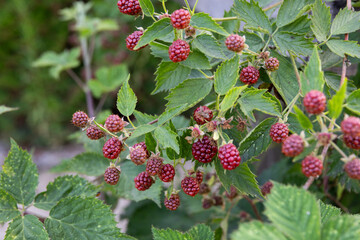 dojrzewające jeżyny w ogrodzie. owoce zaczynają zmieniać kolor na ciemny