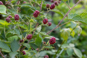 dojrzewające jeżyny w ogrodzie. owoce zaczynają zmieniać kolor na ciemny © Paulina