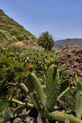 Cactus and volcanic rock in Teno