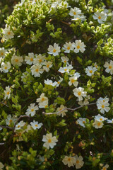 White rockrose flowers in bloom