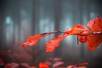 red autumn leaves